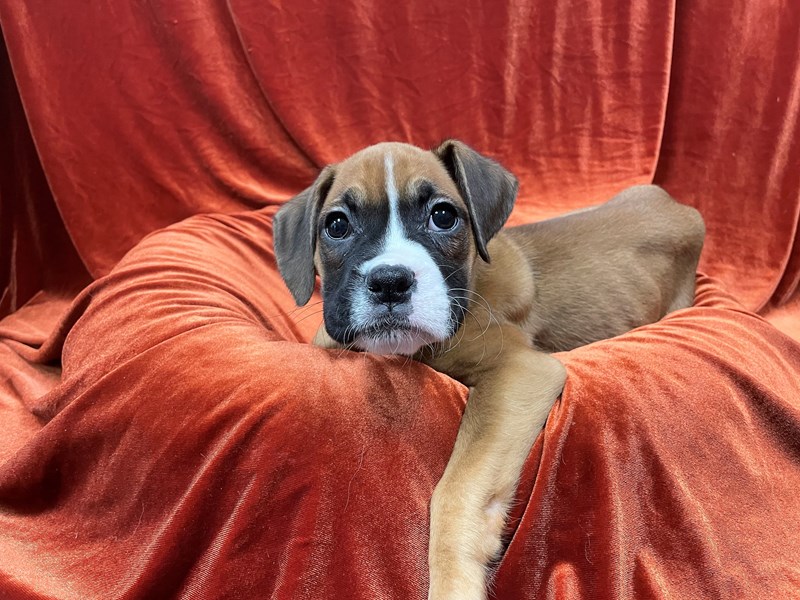 Boxer-Female-Fawn-3592386-Petland Dunwoody Puppies For Sale