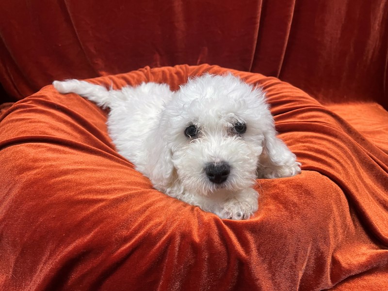 Bichon Frise-Male-White-3592243-Petland Dunwoody Puppies For Sale
