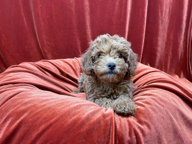 Cavapoo-Female-red-3594059-Petland Dunwoody Puppies For Sale