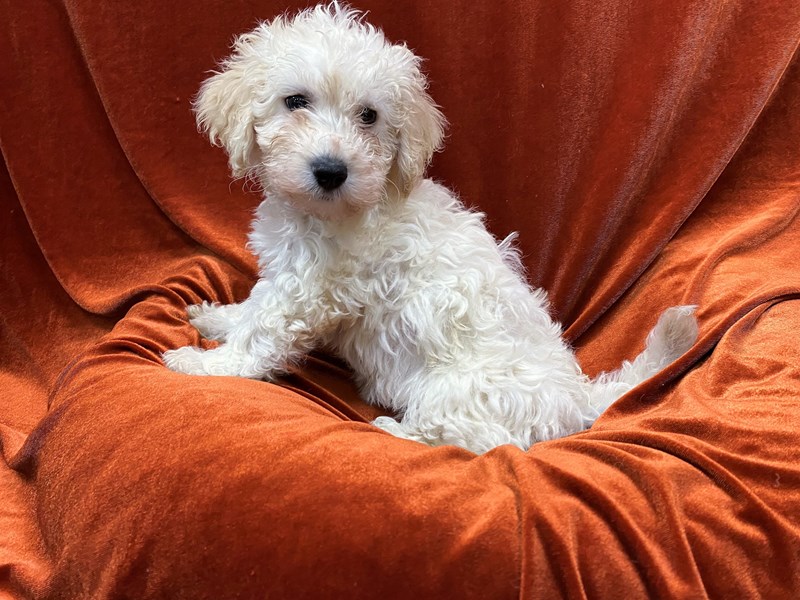 Bichon Frise-Female-White and Buff-3602835-Petland Dunwoody Puppies For Sale