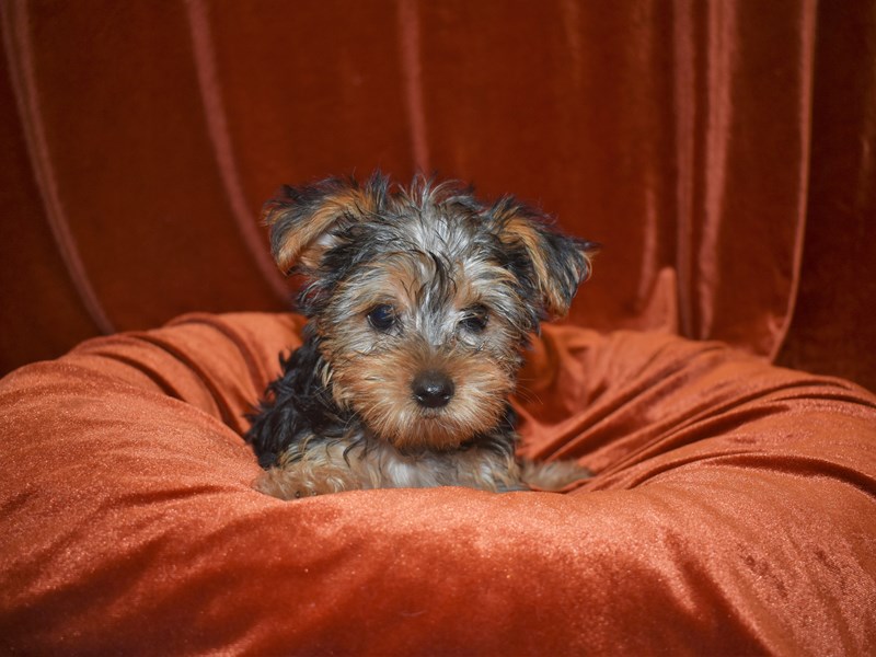 Morkie-DOG-Female-Black and Tan-3603355-Petland Dunwoody Puppies For Sale