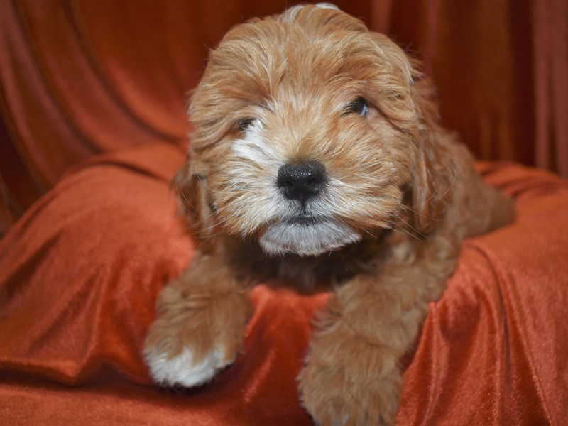 Mini Goldendoodle-Male-Red-3604239-Petland Dunwoody Puppies For Sale