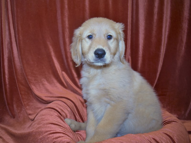 Golden Retriever-Male-Golden-3604229-Petland Dunwoody Puppies For Sale