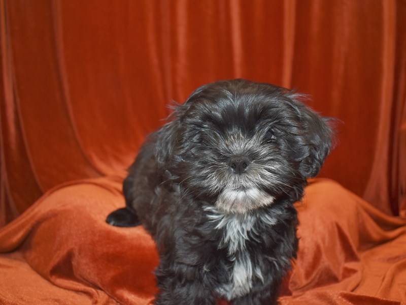 Teddy Bear-DOG-Female-Black-3611606-Petland Dunwoody Puppies For Sale