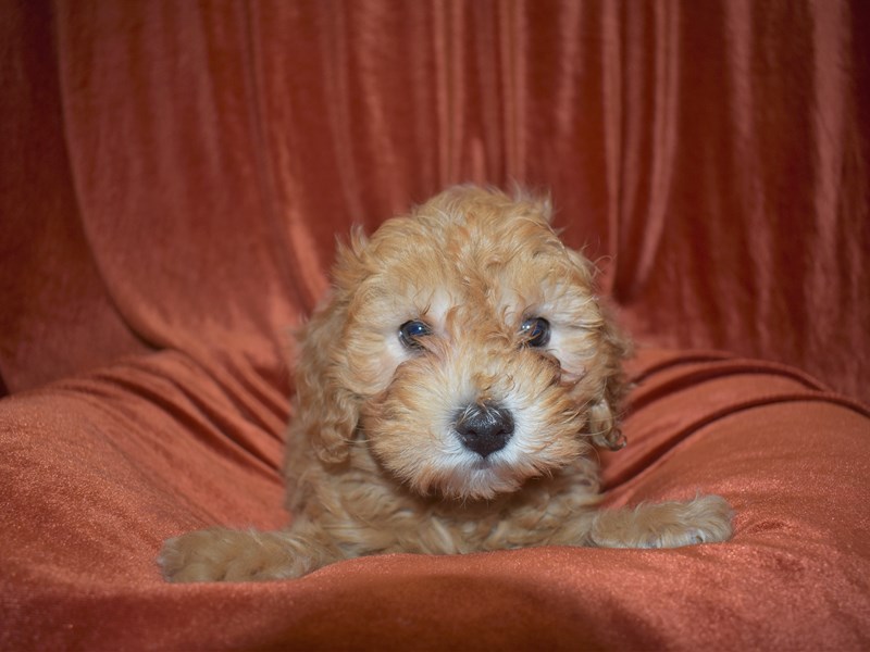 Morkie Poo-Male-Apricot-3614654-Petland Dunwoody