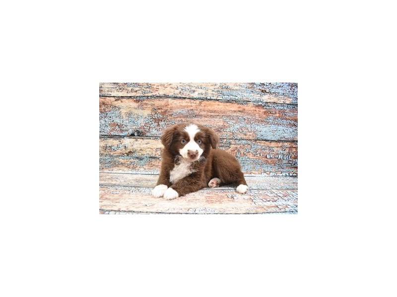 Miniature Australian Shepherd-Male-Red and White-3622916-Petland Dunwoody Puppies For Sale