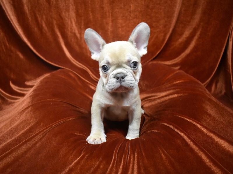 French Bulldog-DOG-Male-Chocolate Fawn-3624439-Petland Dunwoody Puppies For Sale
