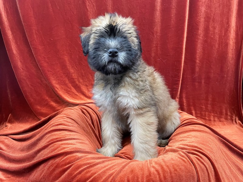 Soft Coated Wheaten Terrier-Female-Wheaten-3592257-Petland Dunwoody Puppies For Sale