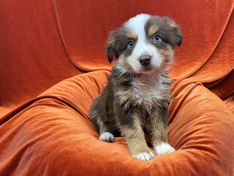 Miniature Australian Shepherd-Female-Red-3602870-Petland Dunwoody