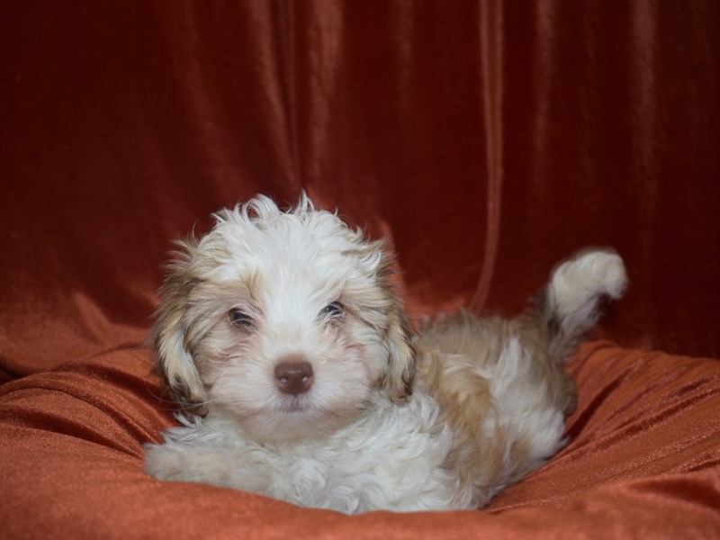 Teddy Bear-Male--3604244-Petland Dunwoody Puppies For Sale