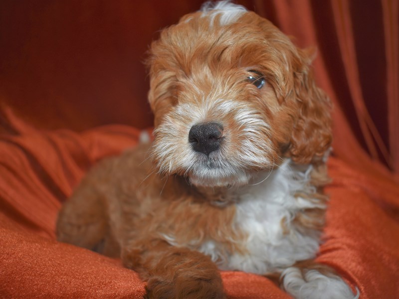 Mini Goldendoodle-Male-Red-3604236-Petland Dunwoody Puppies For Sale