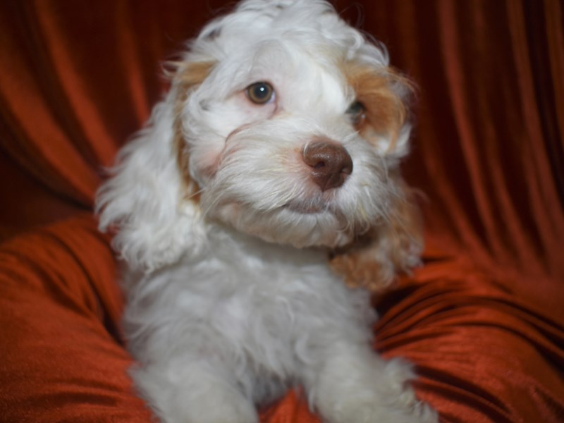 Cock-A-Poo-Male-Apricot and White-3583911-Petland Dunwoody