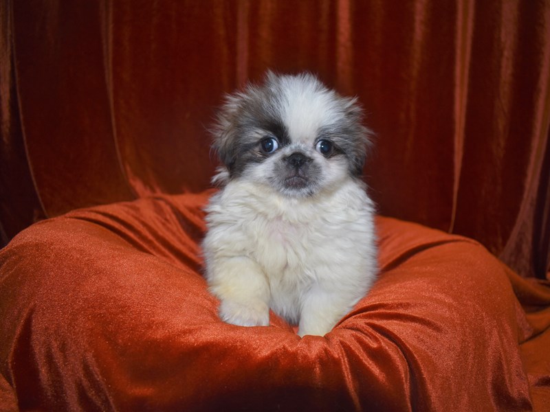 Pekingese-DOG-Female-Grey Sable-3611591-Petland Dunwoody Puppies For Sale