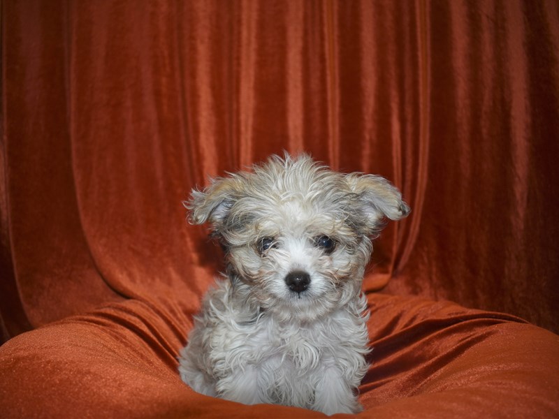 Chipoo-Male-White-3614666-Petland Dunwoody Puppies For Sale