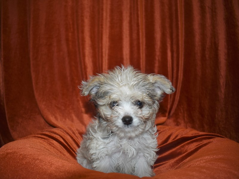 Chipoo-Male-White-3614666-Petland Dunwoody