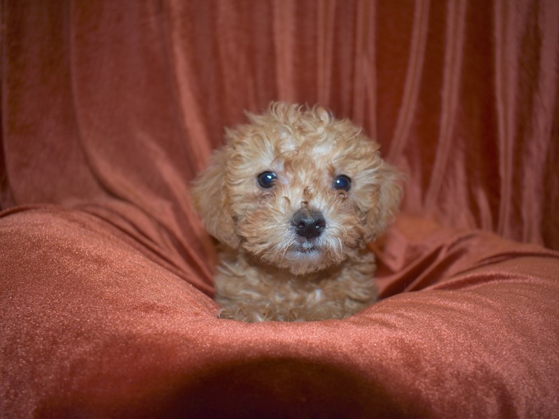 Morkie Poo-Male-Apricot-3614640-Petland Dunwoody Puppies For Sale