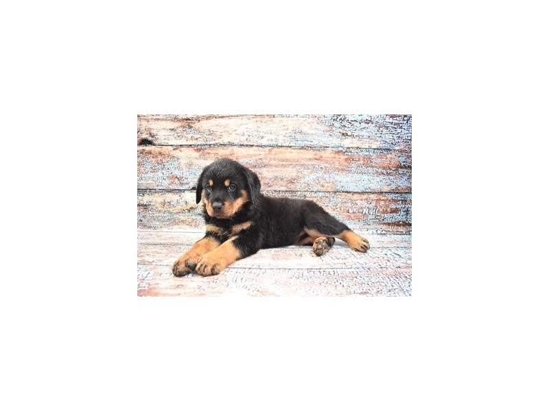 Rottweiler-Female-Black and Mahogany-3622658-Petland Dunwoody Puppies For Sale