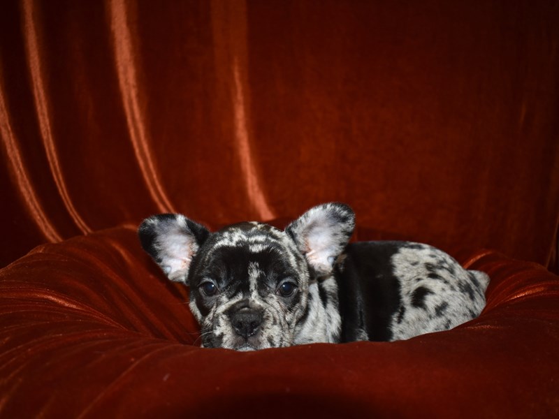 French Bulldog-Female-Blue Merle-3624408-Petland Dunwoody Puppies For Sale