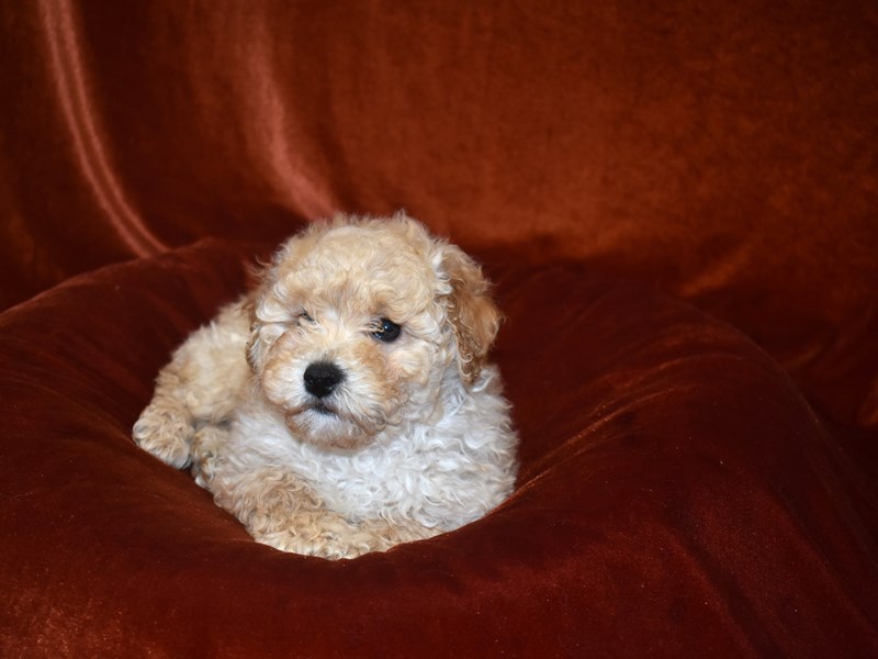 Bichonpoo-Male-Apricot-3624489-Petland Dunwoody Puppies For Sale