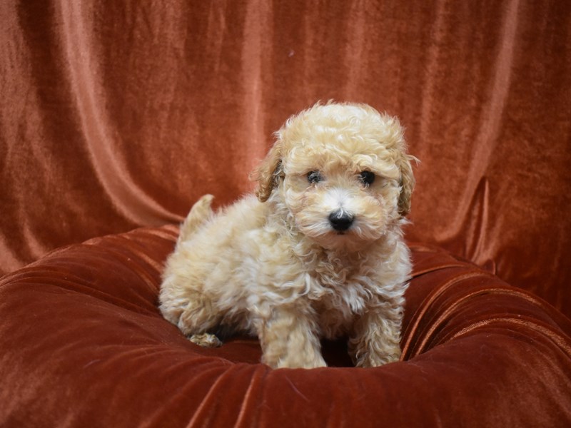 Bichonpoo-Female-Apricot-3624485-Petland Dunwoody Puppies For Sale