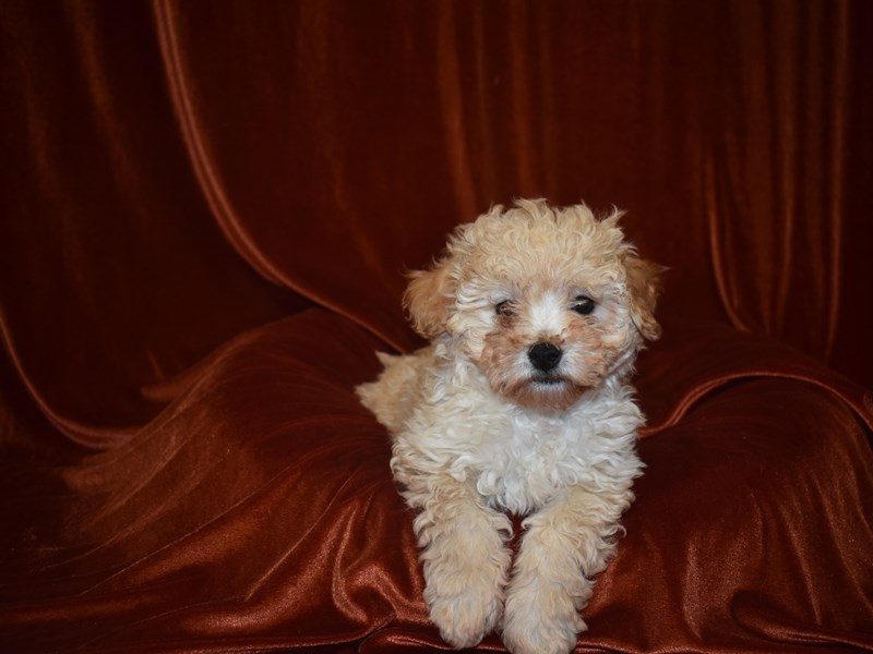 Bichonpoo-Female-Apricot-3624486-Petland Dunwoody Puppies For Sale