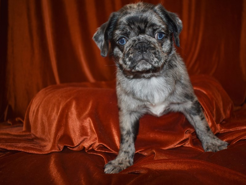 Pug-Male-Blue Merle-3624364-Petland Dunwoody Puppies For Sale