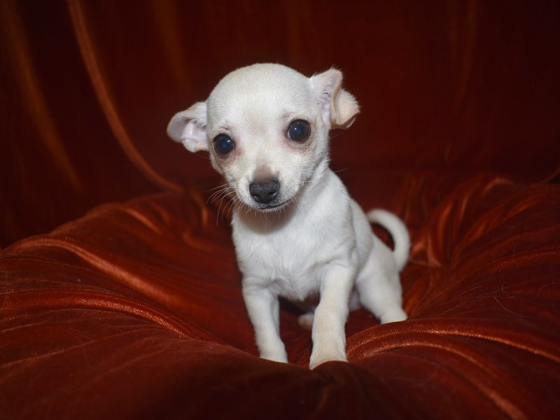 Chihuahua-Female-Cream and White-3622895-Petland Dunwoody Puppies For Sale