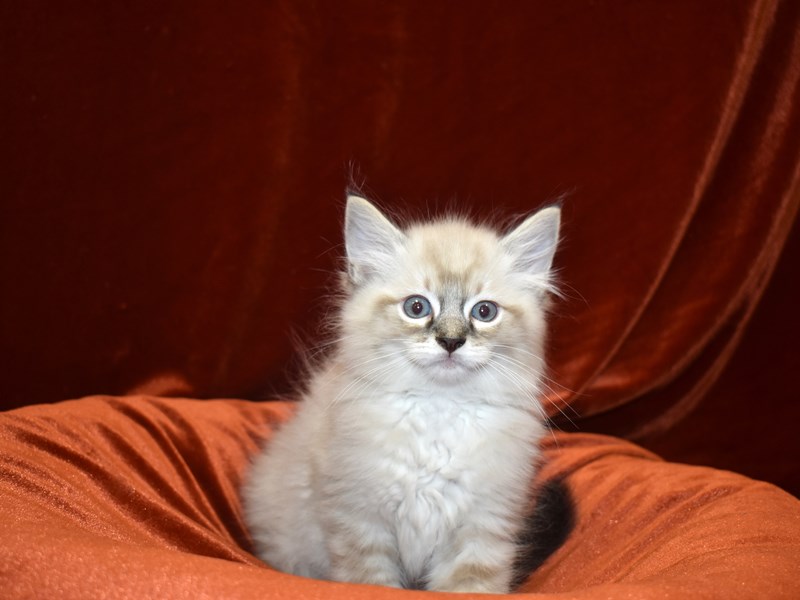 Ragdoll-Male-Seal Point-3635875-Petland Dunwoody Puppies For Sale