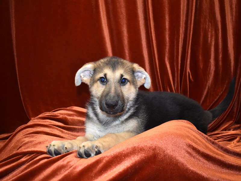 German Shepherd-Female-Black & Tan-3634707-Petland Dunwoody Puppies For Sale
