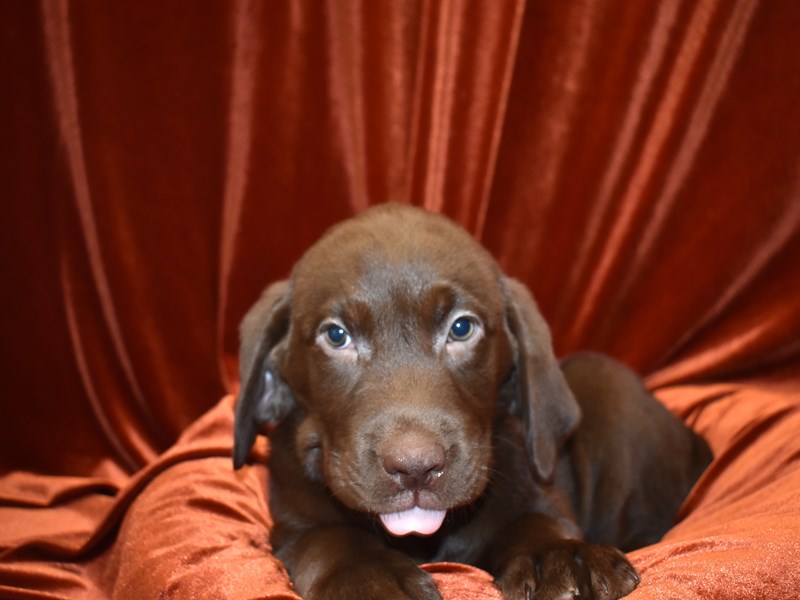 Labrador Retriever-Male-Chocolate-3634708-Petland Dunwoody Puppies For Sale