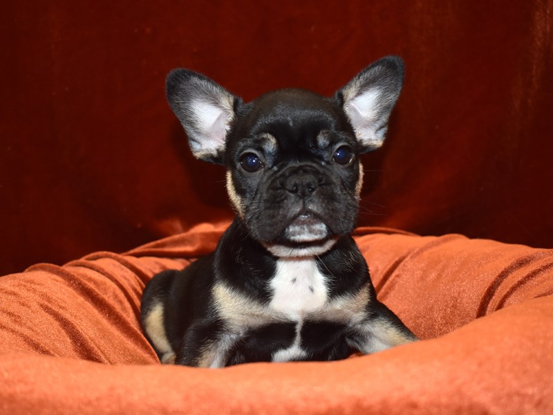 French Bulldog-Male-Black and Tan-3634590-Petland Dunwoody Puppies For Sale