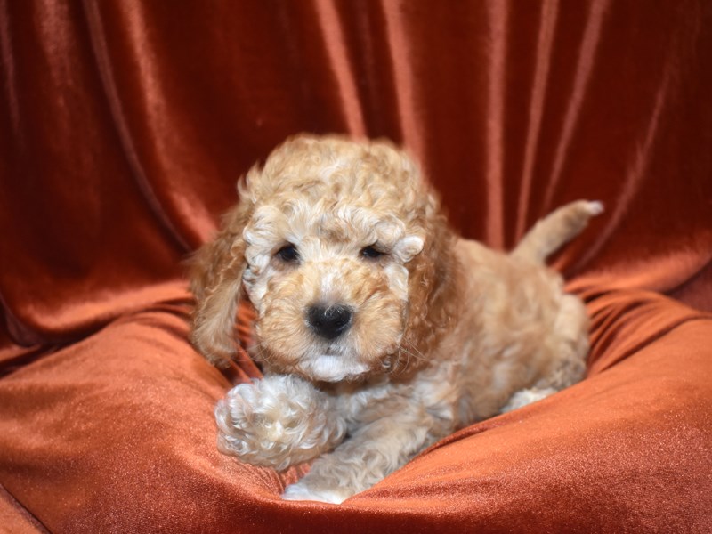 F1 B Mini Goldendoodle-Male-Dark Golden-3634663-Petland Dunwoody