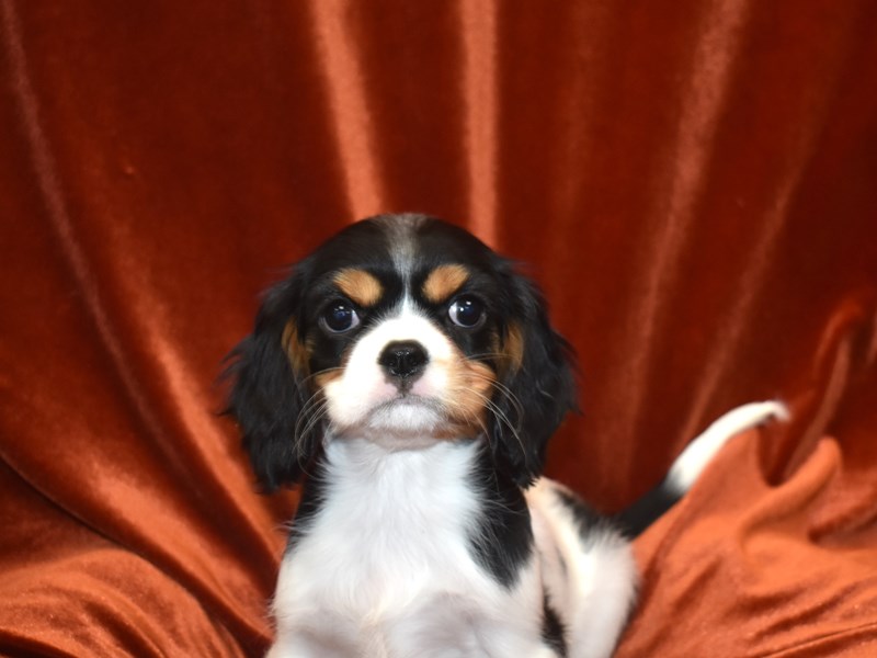 Cavalier King Charles Spaniel-Female-Tri-3634632-Petland Dunwoody Puppies For Sale