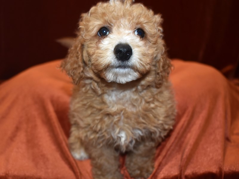 F1B Mini Goldendoodle-Male--3643501-Petland Dunwoody Puppies For Sale