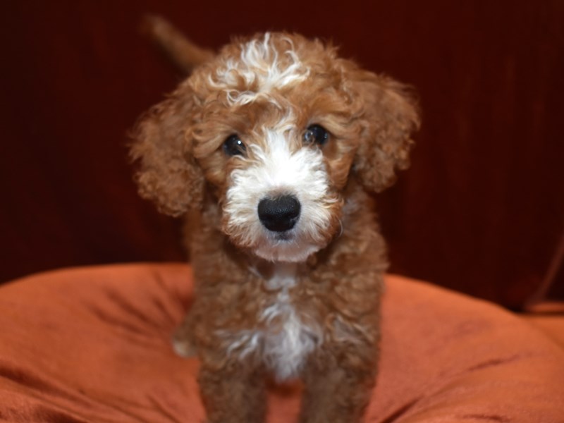 F1B Mini Goldendoodle-Male--3643500-Petland Dunwoody Puppies For Sale