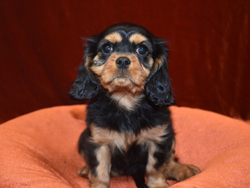 Cavalier king charles best sale spaniel rottweiler mix