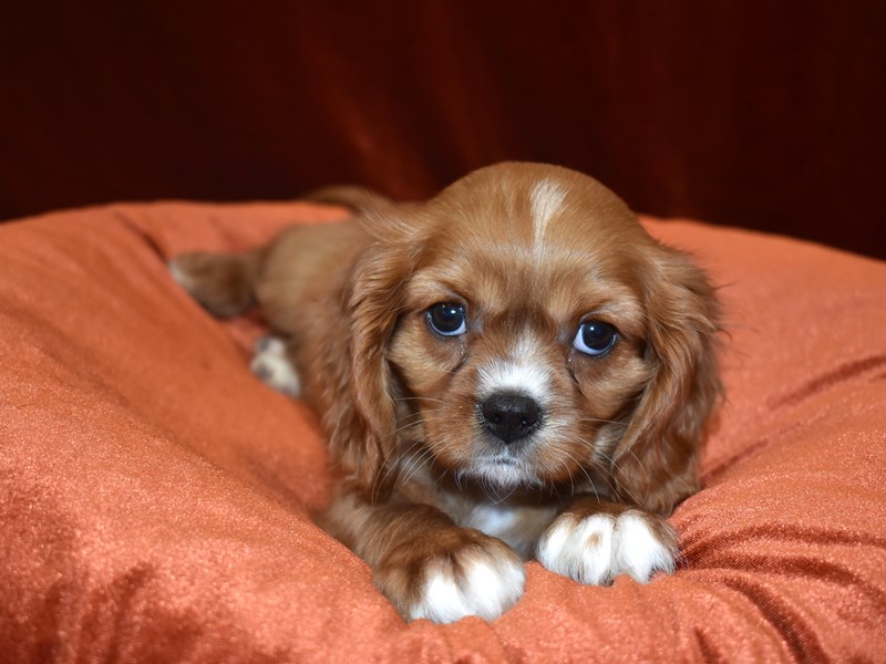 Cavalier King Charles Spaniel-Male-Ruby-3641517-Petland Dunwoody Puppies For Sale