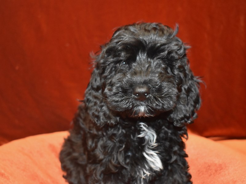 Cockapoo-Male-Black-3641562-Petland Dunwoody Puppies For Sale