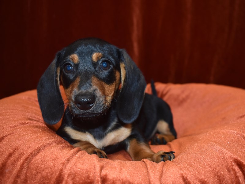 Black weiner dog puppy deals