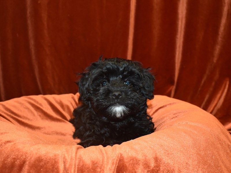Havapoo-Male-Black-3651937-Petland Dunwoody Puppies For Sale