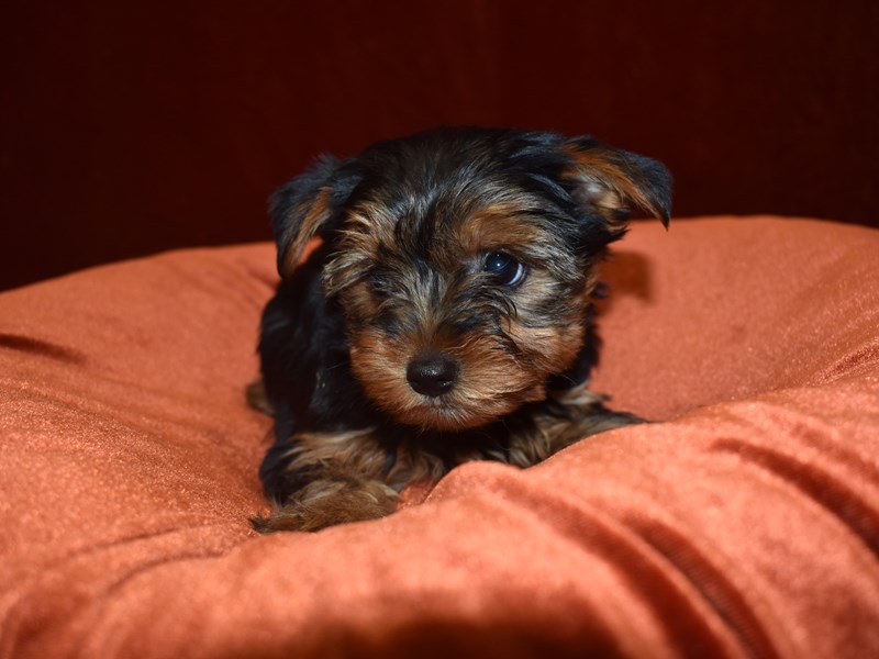 Yorkshire Terrier-DOG-Female-Black and Tan-3650824-Petland Dunwoody Puppies For Sale