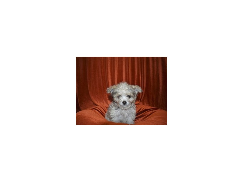 Chipoo-Male-White-3614663-Petland Dunwoody Puppies For Sale