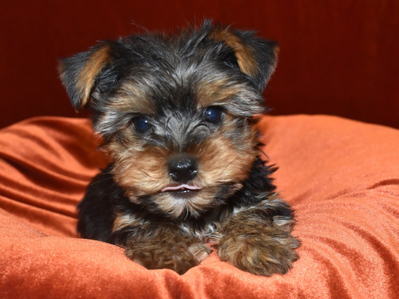 Yorkshire Terrier-Male-Black and Tan-3650792-Petland Dunwoody Puppies For Sale