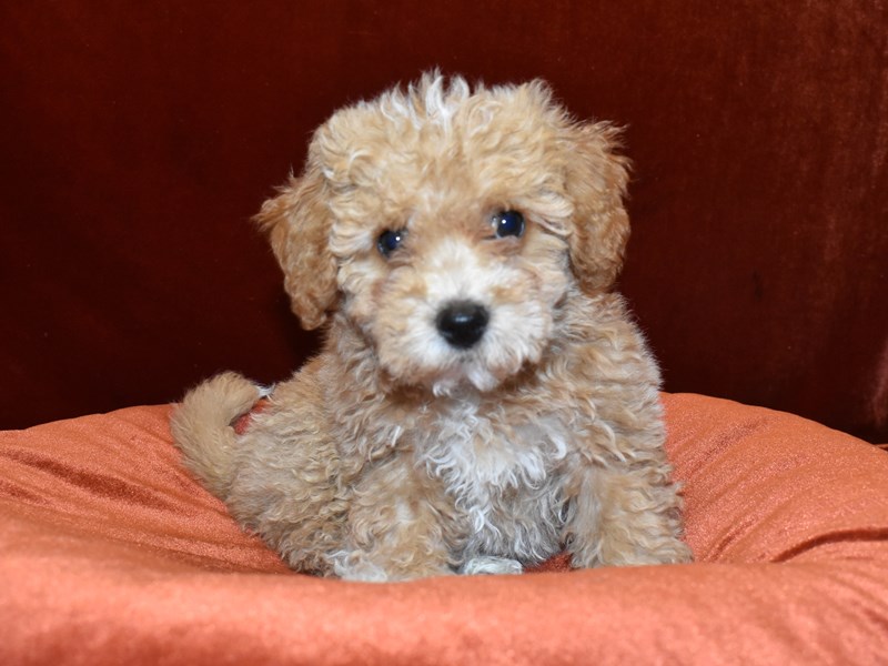 Bichon Poo-DOG-Female-Apricot-3653198-Petland Dunwoody Puppies For Sale