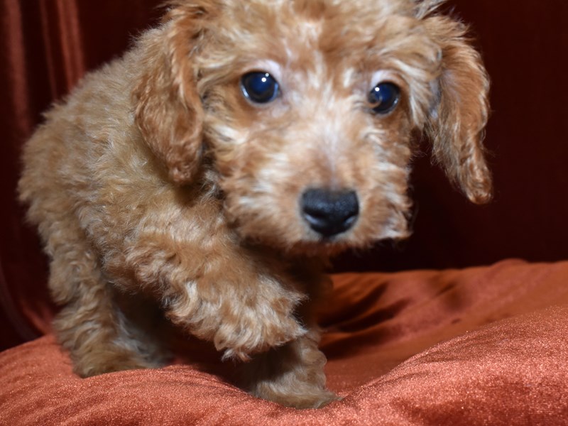 Miniature Poodle-Male-Red-3653232-Petland Dunwoody Puppies For Sale
