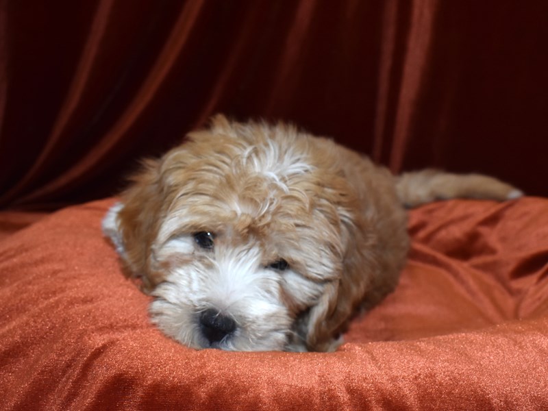 Mini Goldendoodle-Female-Red-3653325-Petland Dunwoody Puppies For Sale