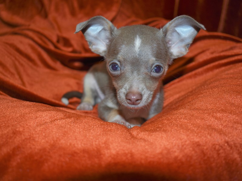 Chihuahua-Male-Blue and Tan-3664740-Petland Dunwoody Puppies For Sale