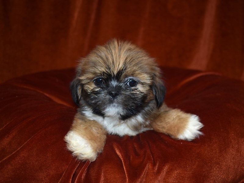 Lhasa Apso-Male-Gold and White-3663156-Petland Dunwoody Puppies For Sale