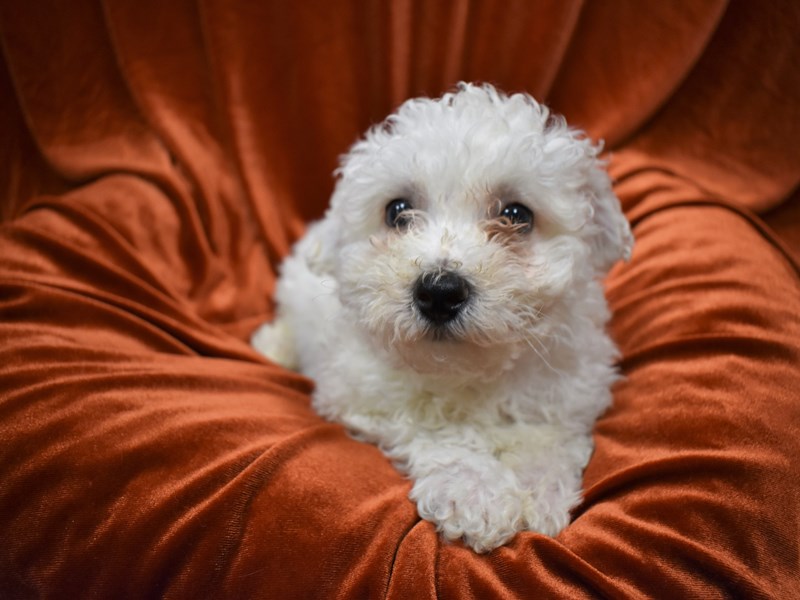 Bichon Frise-Male-White-3570046-Petland Dunwoody Puppies For Sale