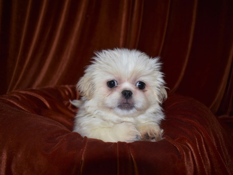 Pekingese-DOG-Female-Cream-3581000-Petland Dunwoody Puppies For Sale